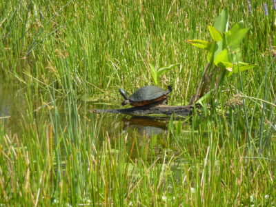 article image - GUEST COMMENTARY 1